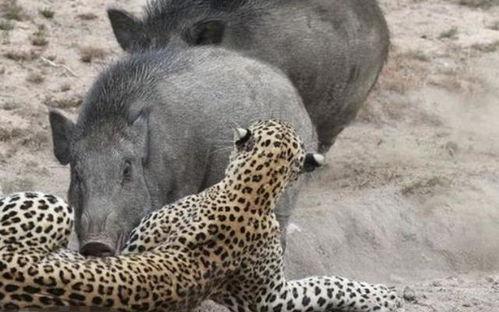 热门爆料野猪视频大全,野性十足!热门爆料野猪视频大全盘点 第1张 热门爆料野猪视频大全,野性十足!热门爆料野猪视频大全盘点 第1张